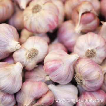 Export 5.5cm Dried Red Garlic Price